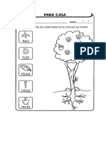 atividades plantas.pdf