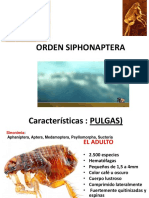 Siphonaptera 2017 PDF