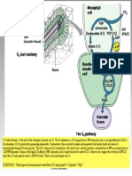 C3 Leaf Anatomy: QUESTION: What Types of Environments Would Favor C3 Only Plants? C4 Plants? Why?