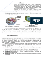 As principais características das células eucariontes e procariota