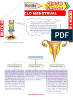 El Ciclo Menstrual para Sexto Grado de Primaria