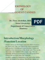 Lecture 5 - MORPHOLOGY OF PERMANENT CANINES