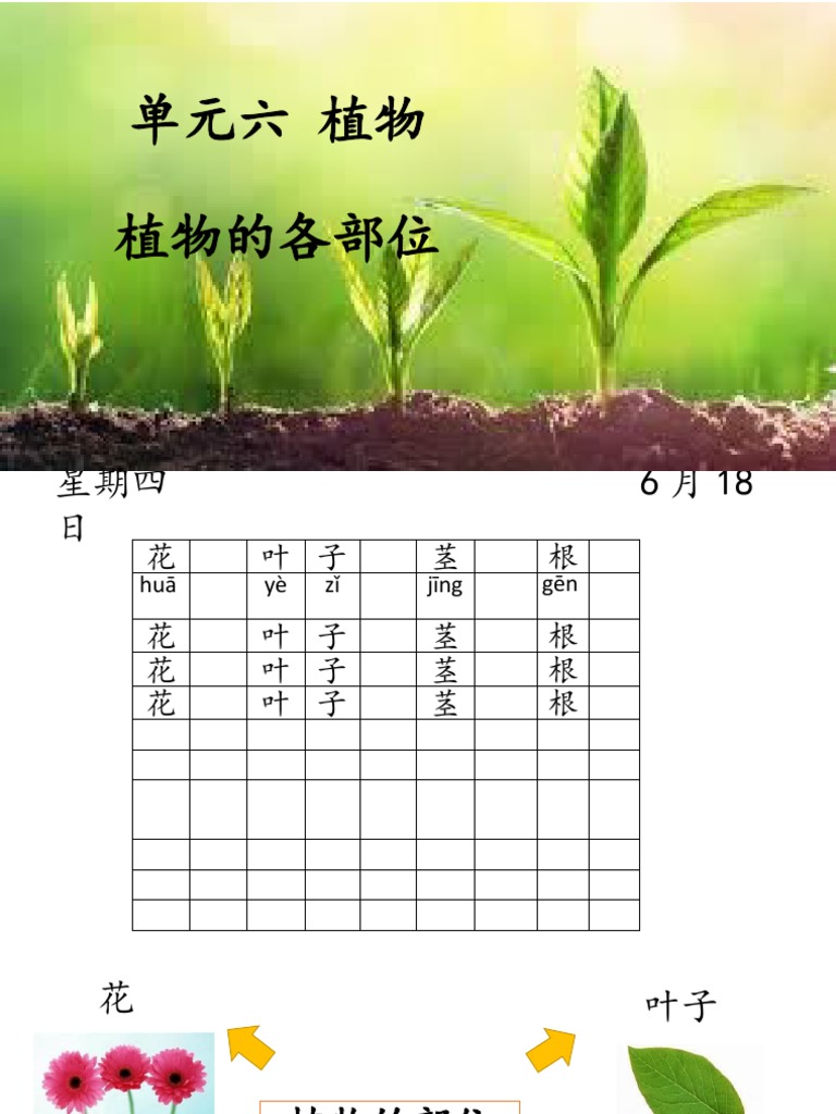 单元六植物植物的各部位