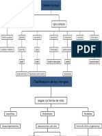 Clasificacion de Los Hongos Mapas Conceptuales