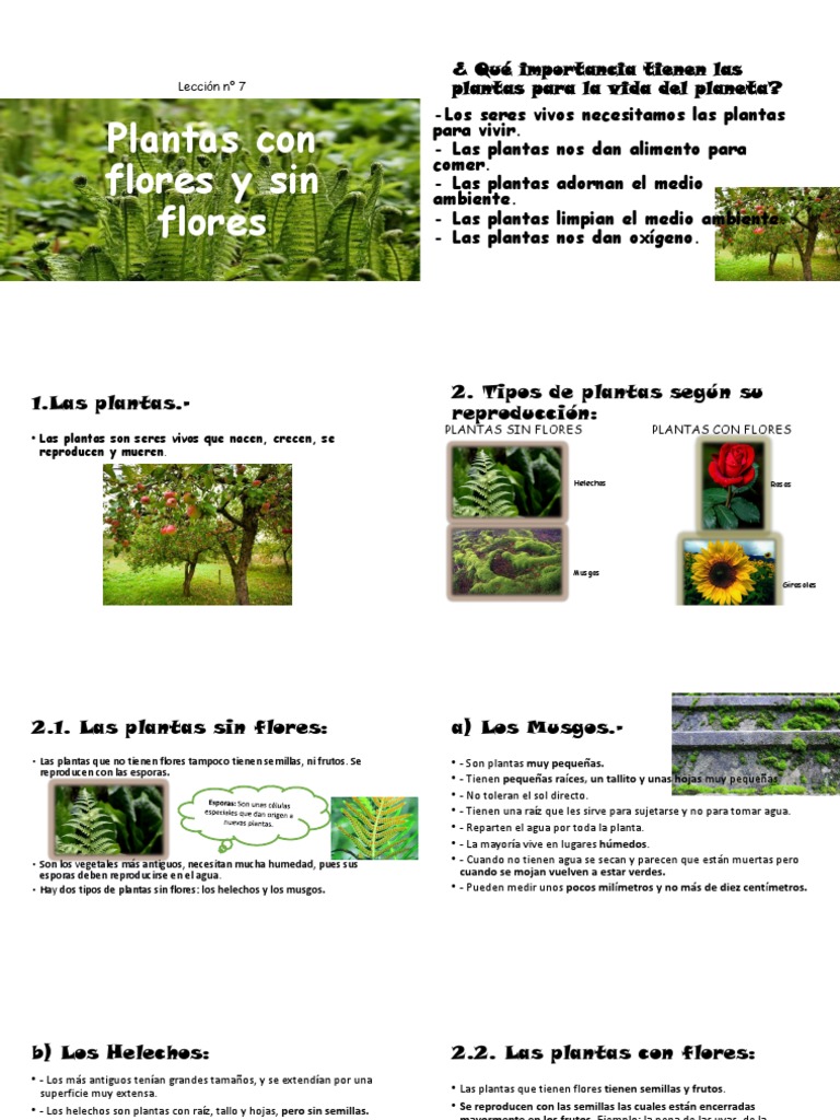 Lección N° 7 Plantas Con Flores y Sin Flores  PDF  Plantas  Semilla