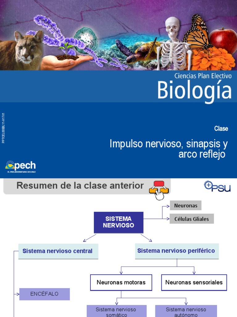 Impulso Nervioso y Sinapsis en Neuronas | PDF | Potencial de acción ...
