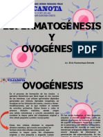 espermatogenesis y ovogenesis