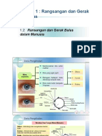 Rangsangan Dan Gerak Balas Dalam Manusia