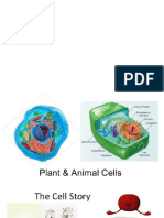 Plant and Animal Cells Grade 7
