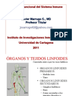 01 - Presentación - Organos y Celulas Del Tejido Linfoide