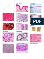 Principales tejidos del cuerpo humano