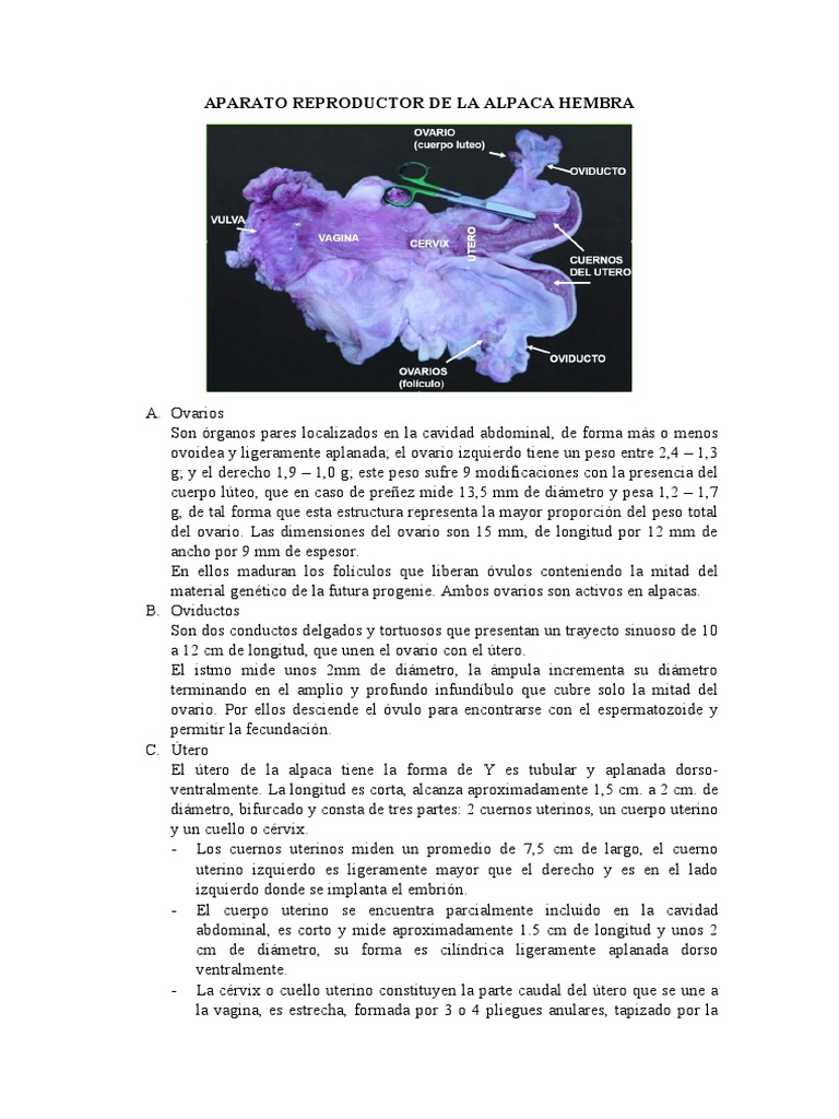 Aparato Reproductor de La Alpaca Hembra | PDF | Vagina | Útero