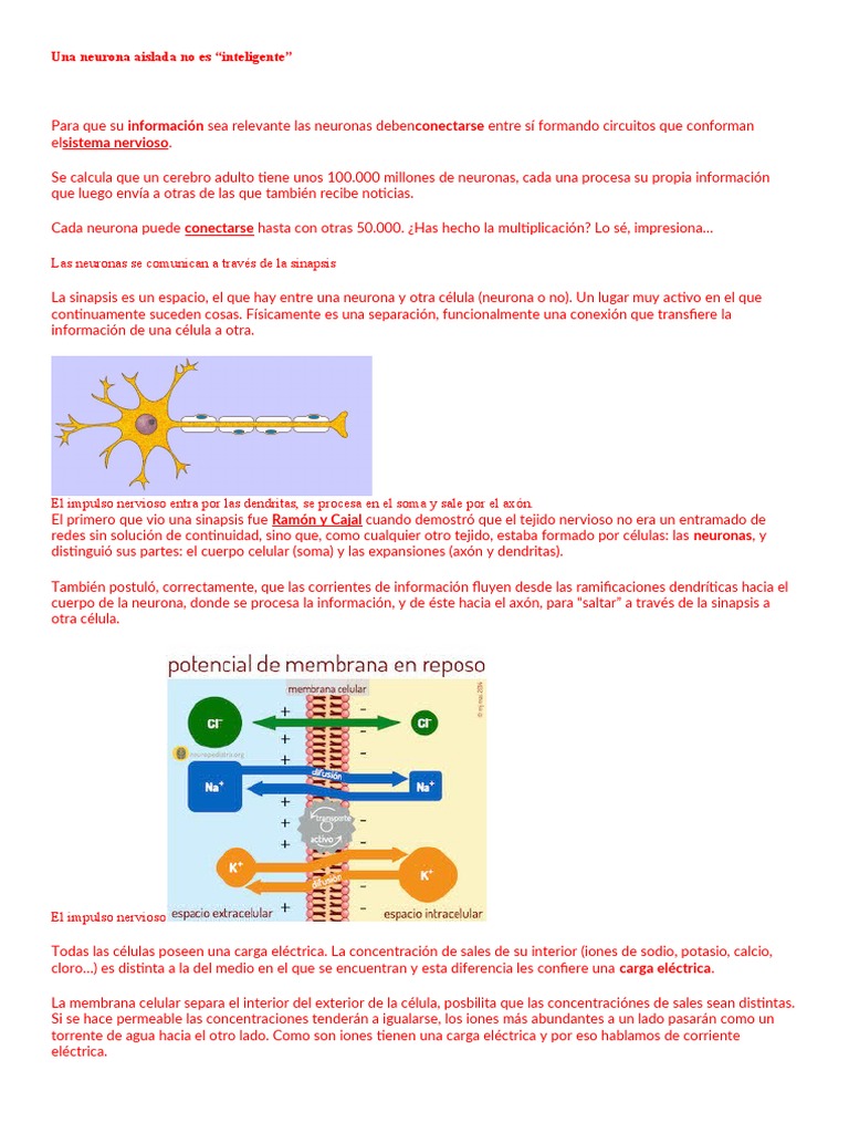 Sinapsis y neurotransmisores en neuronas | PDF | Sinapsis | Neurona