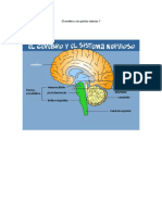 El Cerebro y Sus Partes Ciencias 7