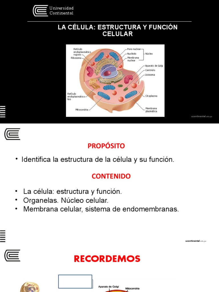 Estructura y Función de la Célula | PDF | Citoplasma | Biología Celular)