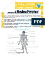 Ficha-Sistema-Nervioso-Periferico-para-Sexto-de-Primaria.doc