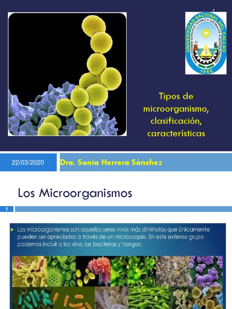 Clasificación y Tipos de Microorganismos | PDF | Microorganismo | Las ...