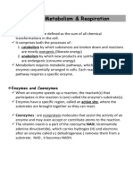 Cellular Metabolism & Respiration: Enzymes, Pathways & Energy