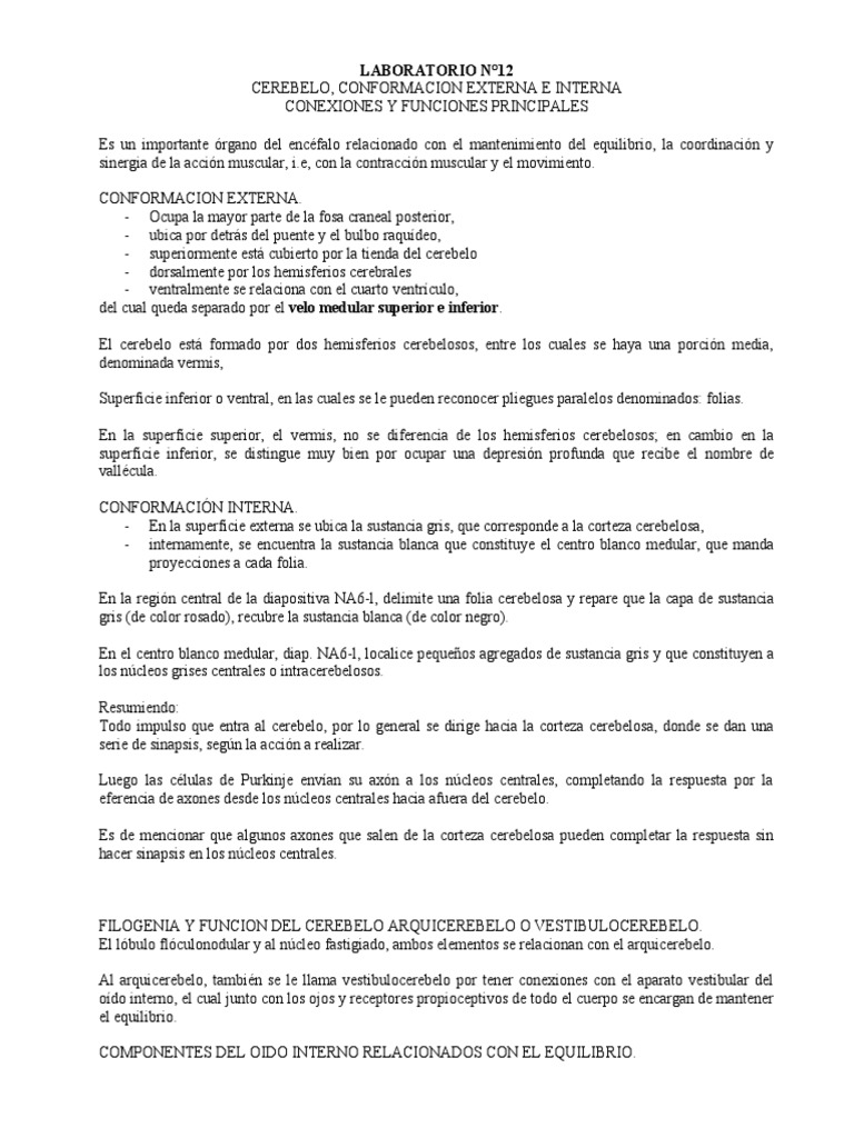Clase Practica n12 | PDF | Cerebelo | Neuroanatomía