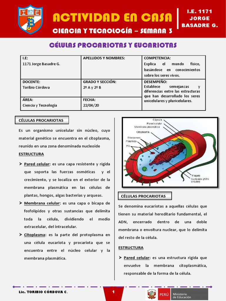 Comparativa de Células Procariotas y Eucariotas | PDF | Biología ...