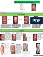 EMBRIOLOGIA  - Desenvolvimento Embrionário Humano 2
