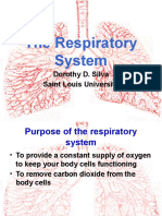 6 Respiratory System (Simple)