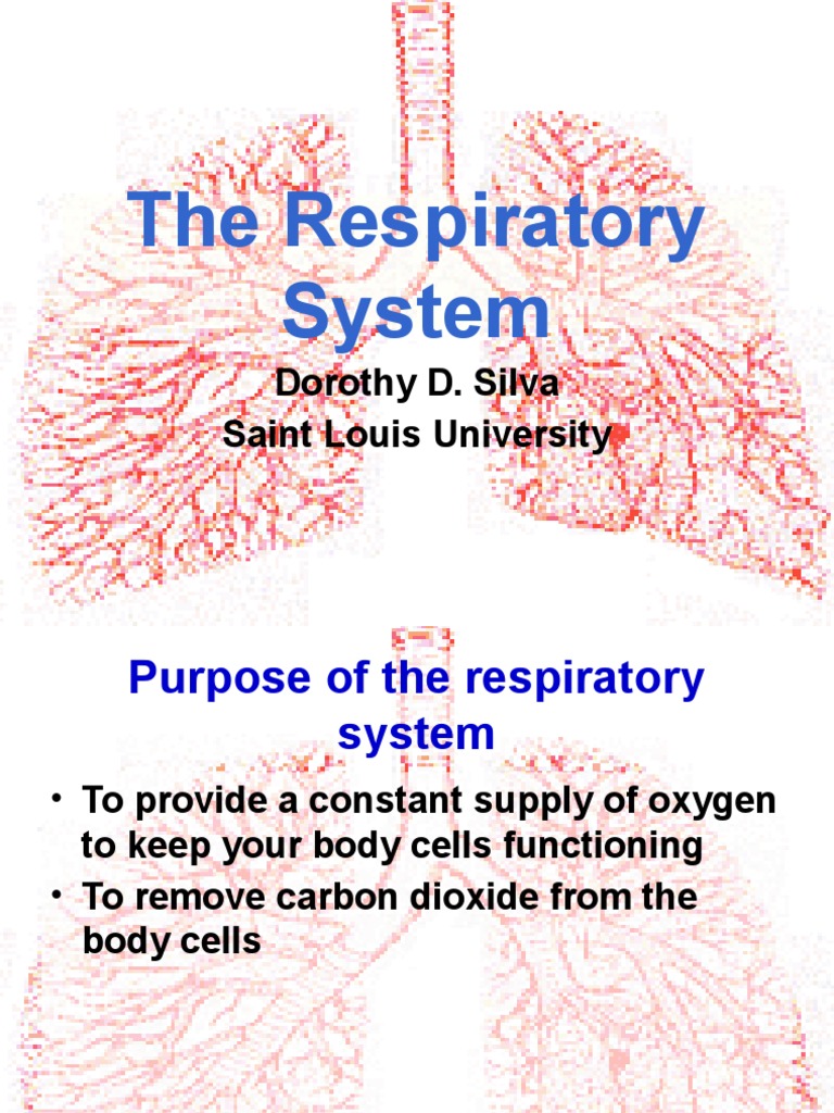 6 Respiratory System (Simple) | PDF