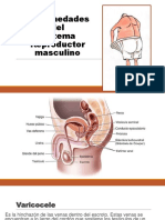 Enfermedades Del Sistema Reproductor Masculino PDF