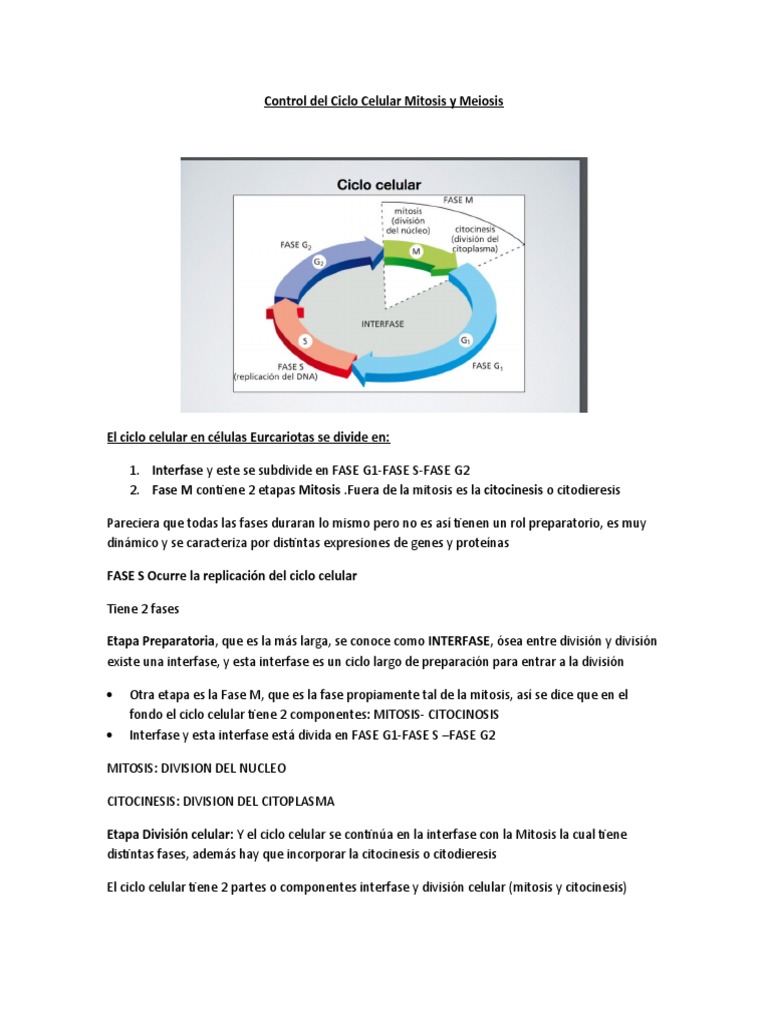 Control Del Ciclo Celular Mitosis y Meiosis | PDF | Mitosis | Mitosis
