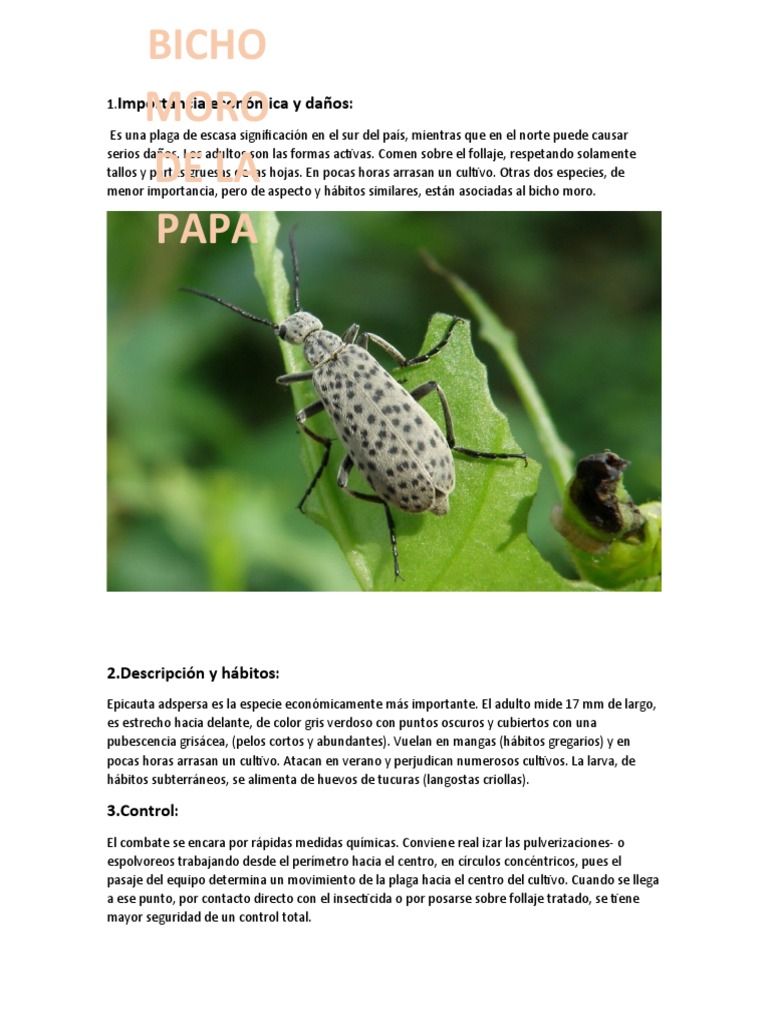 Bicho Moro | PDF