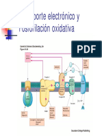 fosforilación oxidativa y transporte de electrones.pdf