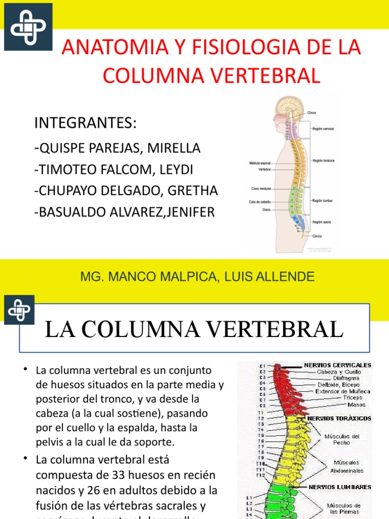 Anatomía y fisiología de la columna vertebral | PDF | Vértebra | La ...
