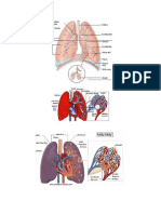 Biologi - Sistem Ekskresi Paru