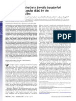 Destruction of Spirochete Borrelia Burgdorferi Round-Body Propagules (RBS) by The Antibiotic Tigecycline