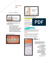 Periodoncia Resumenes