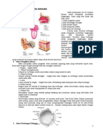 Materi Sistem Indra Kelas XI