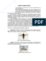 HYMENOPTERA.pdf