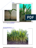 Coconut Plant PDF