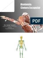 Cintura Escapular PDF