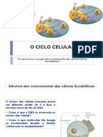 CICLO-CELULAR_b7b7b282b59c83bc8c771d78c022c5ab