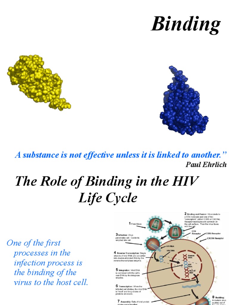 Binding: A Substance Is Not Effective Unless It Is Linked To Another ...
