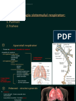 Lp7.sistemul Respirator MG Ro