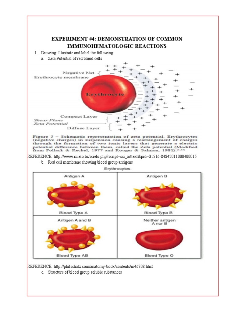 Bb Expt 4 Qfr Pdf Red Blood Cell Blood Type