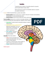 Encéfalo: Partes y Funciones