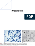Streptococcus y Enterococcus PDF
