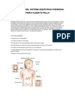 INFOGRAFÍA DEL SISTEMA ENDÓCRINO HORMONAL;PIERO ALBERTO PELLA