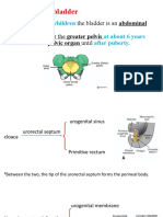 Urinary Bladder: in Infants and Children It Starts