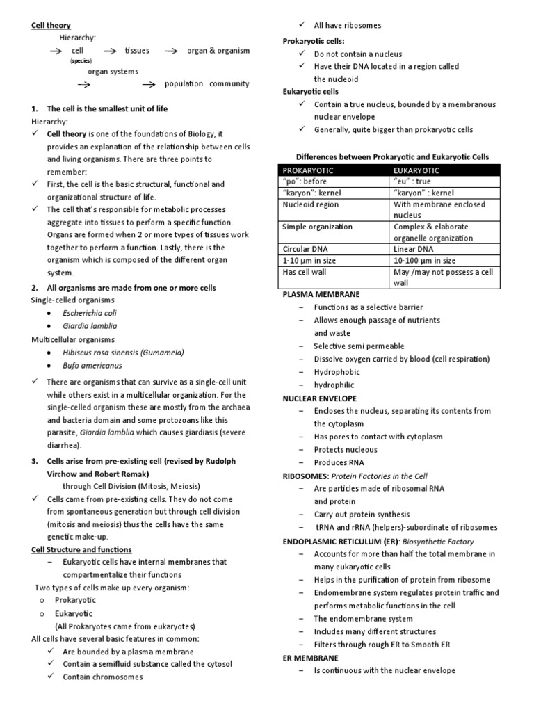 Biology Basics: Cell Theory | PDF | Endoplasmic Reticulum | Cell (Biology)