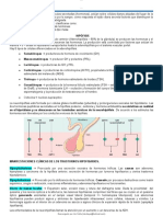 Capitulo 24 - Endocrino