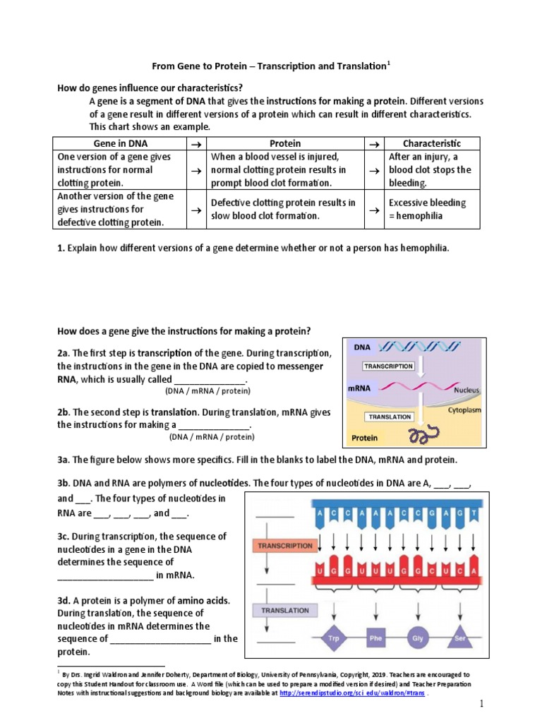Transcriptiontranslationprotocol Translation Biology Dna